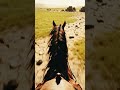 Horse POV Galloping Across Mongolian Steppe Finds Abandoned