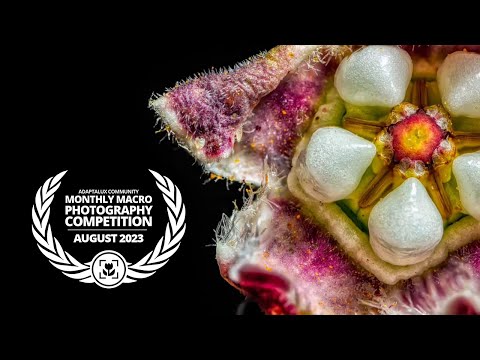 Macro Photography Competition [August 2023]