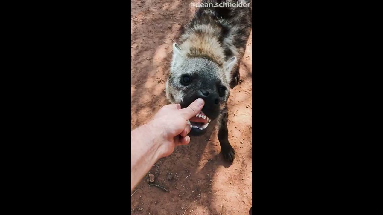 HYENAS TEETH Shorts