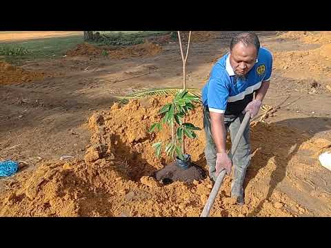 Video: Menjaga Willow Gurun - Ketahui Cara Menanam Pokok Willow Gurun