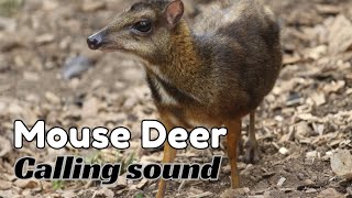 Mouse Deer Calling Sound by Nature Voice Channel 72 views 2 months ago 15 minutes