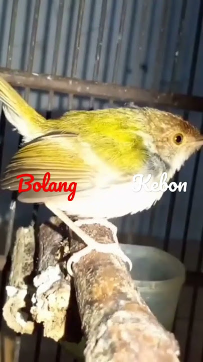 prenjak lumut betina