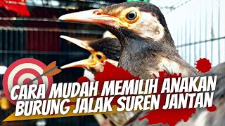 Kamu Pasti Belum Tau ‼️ Cara Memilih Burung Anakan Jalak Suren ‼️ Jantan Dan Betina Di Ombyokan ‼️