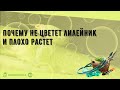 Почему не цветет лилейник и плохо растет