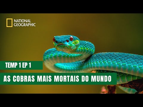 Vídeo: Cobras na Tailândia: descrição, foto. Cobras perigosas da Tailândia