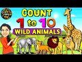 Wild animals  count 1 to 10  live examples  watrstar
