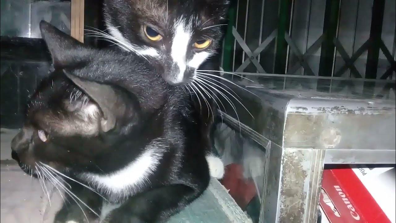 cute kitten watching black cat couple mating YouTube
