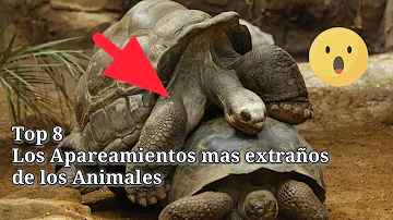 ¿Qué animal tiene la forma más extraña de aparearse?