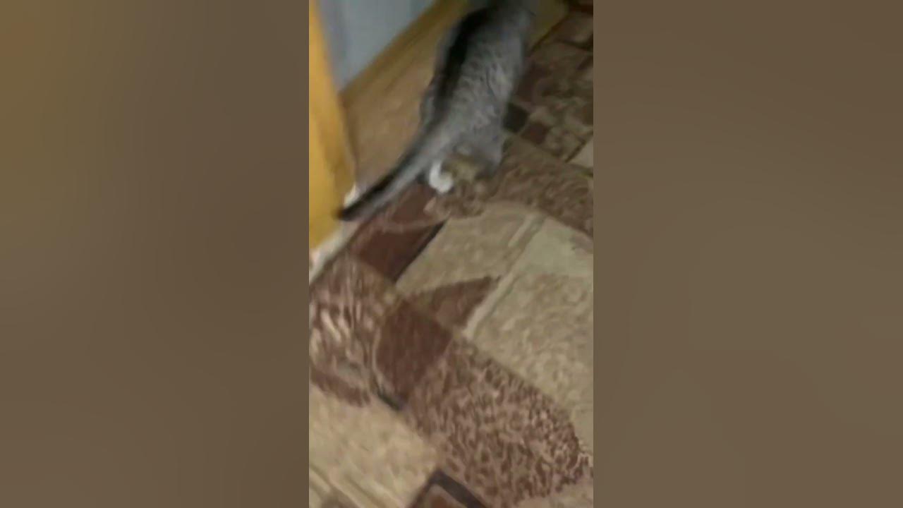 Показати як лев ричить #котики - YouTube