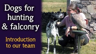 Dogs For Hunting &amp; Falconry | Introduction to our team