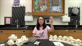 TIES TiP - Evolution is the underlying theme of biology.