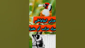 مقنين خلوي ليسورتي عجب 