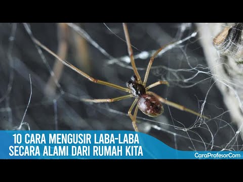 10 Cara mengusir laba laba secara alami dari rumah kita