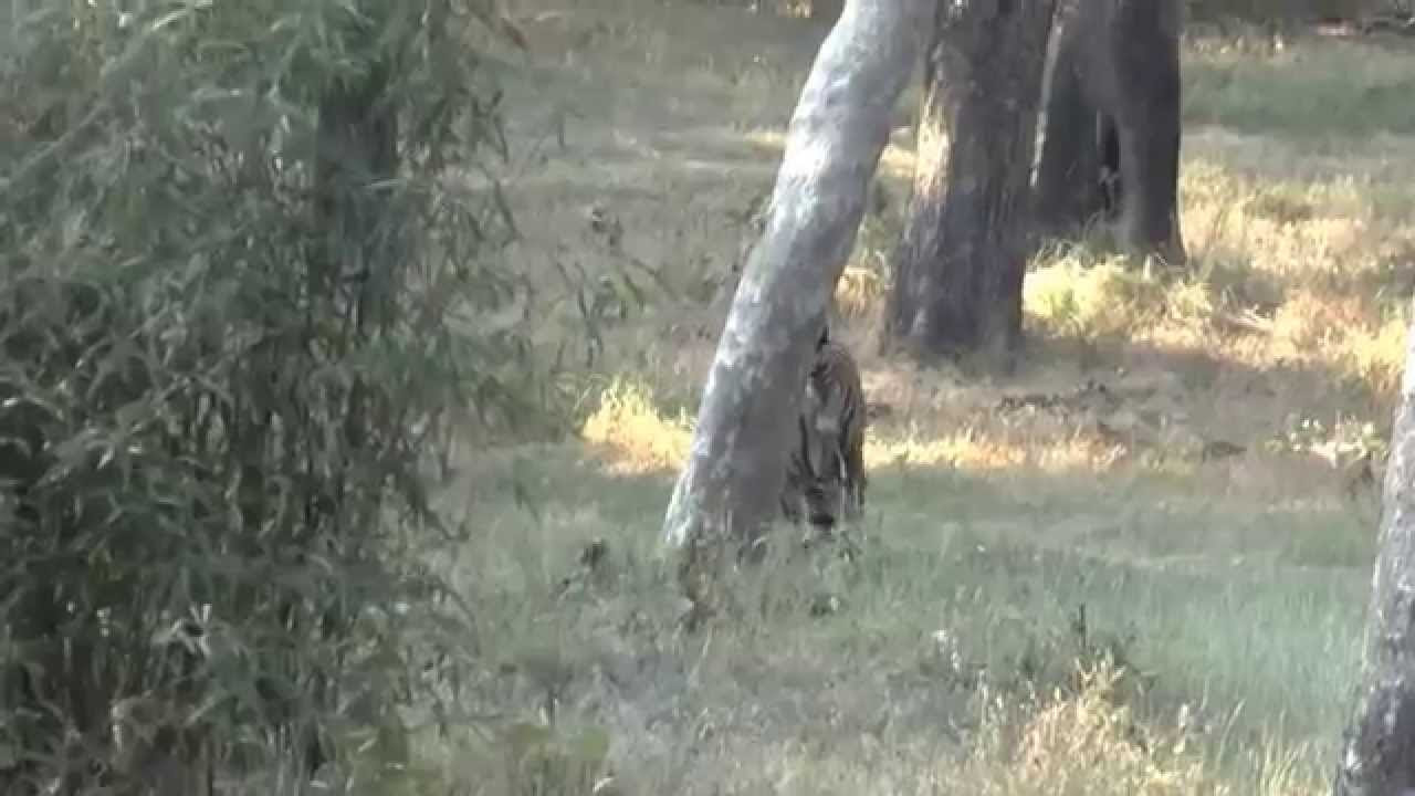 Kanha National Park   India   AM Safari  4 Tiger Encounter   21 November 2014
