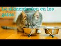 Alimentación balanceada para nuestros gatos🐈