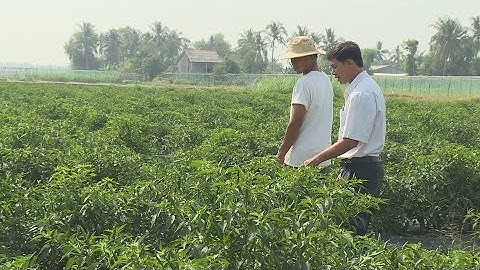 Chuyển đổi cơ cấu cây trồng -  "chìa khóa" để giảm nghèo bền vững