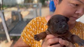 InSearchofTheThaiRidgeback@OMKOTHAIRIDGEBACK4K : PUPS 3 WEEKS OLD (21DAYS) LOOKING GOOD