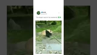 Kungfu Panda in IRL #memes #funny #laugh #humor #comedy #funnypets #dance #pets