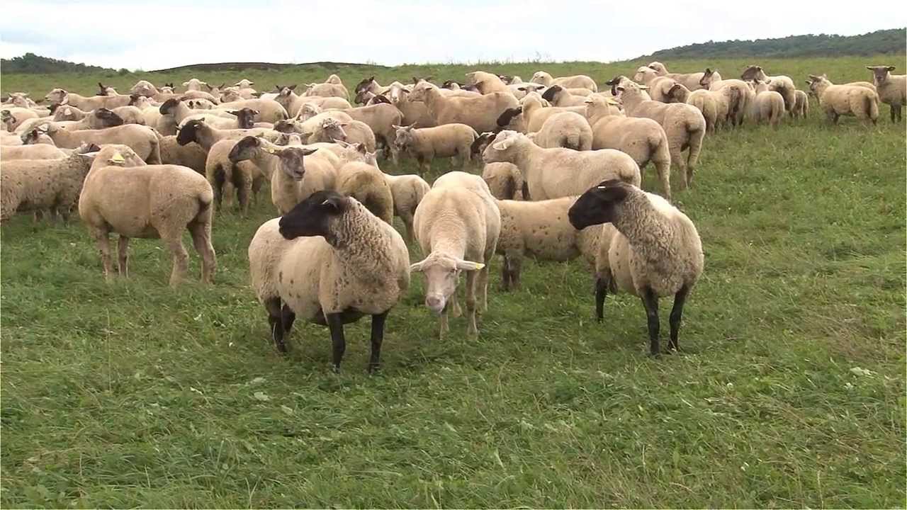 Farma Trněný Újezd