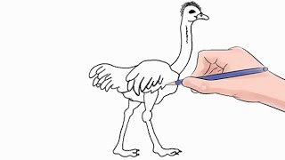 How to Draw an Ostrich Easy Step by Step