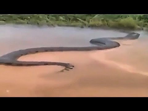 Dev Anakonda 15 Metre Brezilya'da Xingu Nehri Üzerinde Görüldü