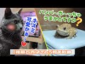 【福岡方言アフレコ】魚もネコもみんなテレビが好き！ネズミ？／ハンバ～ガ～に興味深々のケロ山課長！はたして…／他