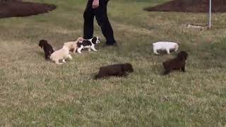 Cocker Spaniel Puppies For Sale