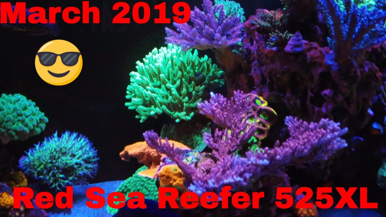 video phone beyonce mp3 Red Sea Reefer 525XL March quick peek!