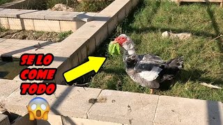 This animal steals all my turtles' food!!😨😨