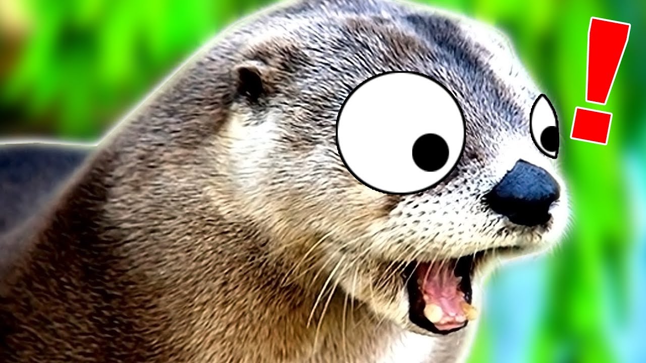 cet animal trop BIZARRE (mais mignon quand même) cet animal trop BIZARRE (mais mignon quand même)