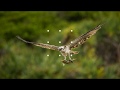 How I took this photo: Birds in flight