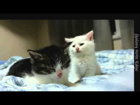 [everysing] 銀猫
