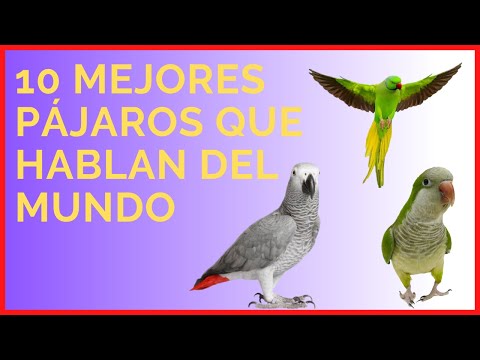 👉🦜🔊TOP 10 AVES QUE HABLAN MÁS INCREÍBLES DEL MUNDO