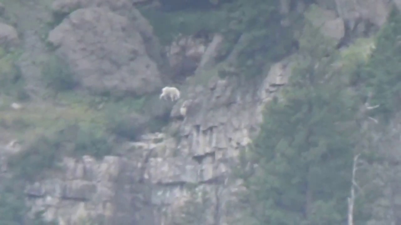Yellowstone National Park, Wyoming. Mountain Goat YouTube