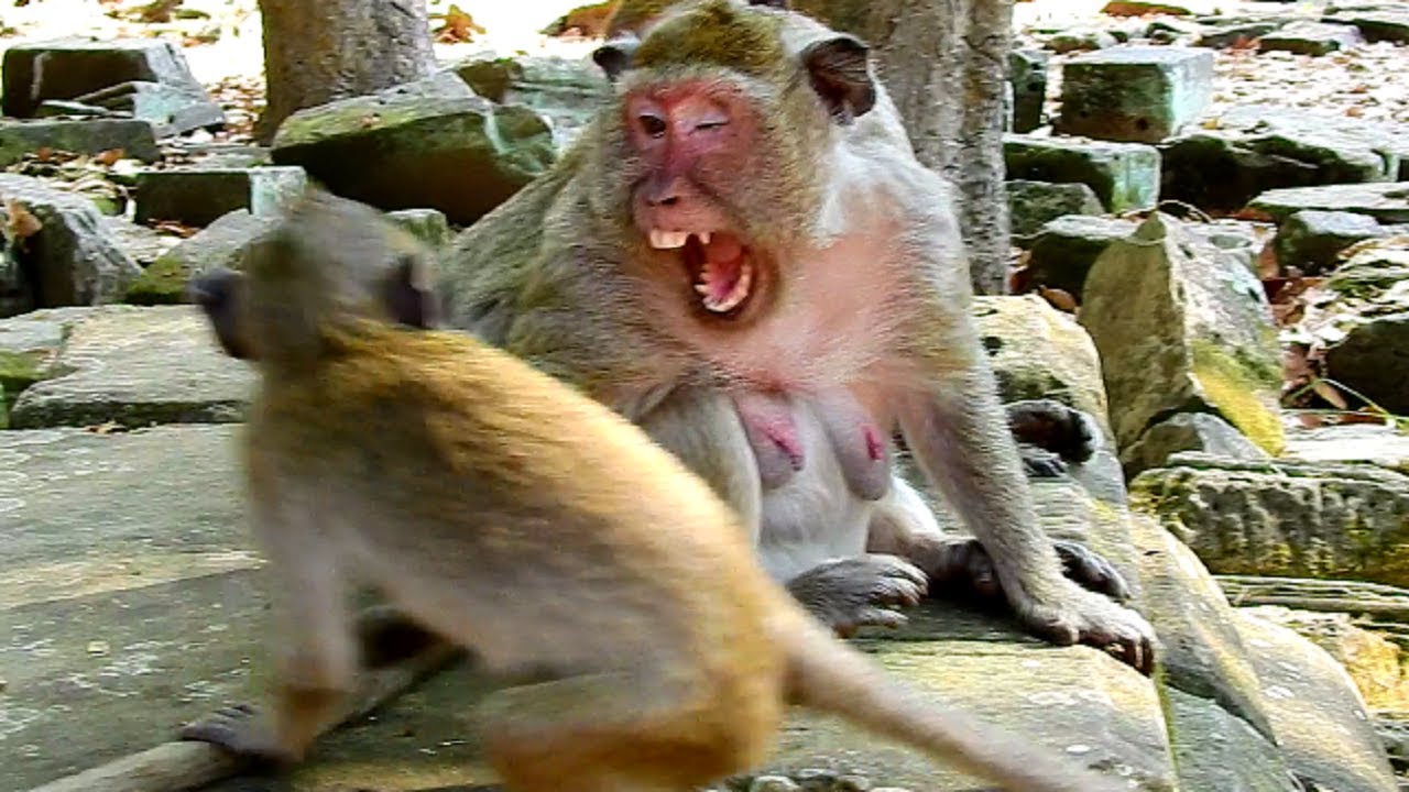 Oops! Popeye reject Milk and Fighting Poor Polino Adult Monkey! So Pity Polino!!