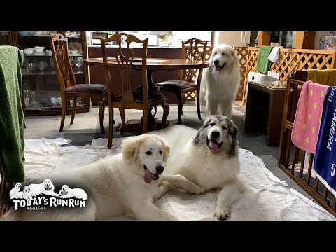 雨で退屈なので家の中でダラダラしたアランとベルとリリーです Great Pyrenees グレートピレニーズ