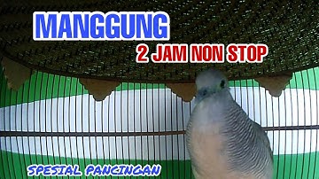 Perkutut Lokal Gacor - Manggung 2 jam non stop, cocok buat panjeran pancingan