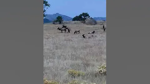 Elk mating in RMNP - DayDayNews