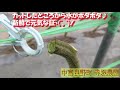ミニトマト（ほれまる）美味しい理由・産地直送【富良野・寺坂農園・整枝・鮮度・新鮮】