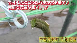 ミニトマト（ほれまる）美味しい理由・産地直送【富良野・寺坂農園・整枝・鮮度・新鮮】