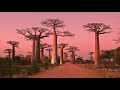 MADAGASCAR, Baobab Alley & Baobab in Love: Amazing Planet (4K) 2022