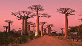 MADAGASCAR, Baobab Alley & Baobab in Love: Amazing Planet (4K) 2022