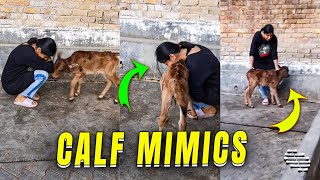 Calf Mimics Dog Behavior While Bonding with Caregiver
