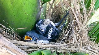 Lazy Baby Bird Laying on Its Back and Waiting for Food (8) – Magpie-robin Screaming When Fed E252