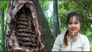 Harvest Rice And Rescue The Honey Bee Hive On The Farm From The Aggressive Bee Hives In The Forest