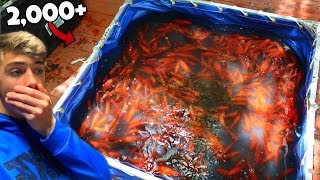 Rescuing 2,000+ Goldfish From Dried Up Pond (RESCUE MISSION)