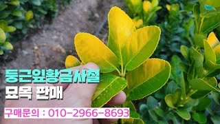 [신바람 플랜트 협력농가 판매상품 (나무장터.com)]둥근잎황금사철 묘목 판매