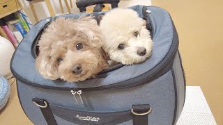 最近とても仲が良い犬を一緒のカートに入れてみたらこうなりましたw【トイプードル】