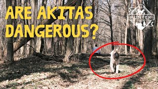Are Akitas Dangerous? Should You REALLY Get An AKITA?