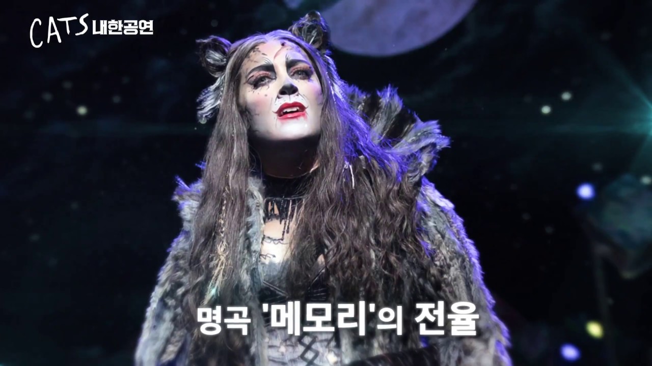 cats tour south korea